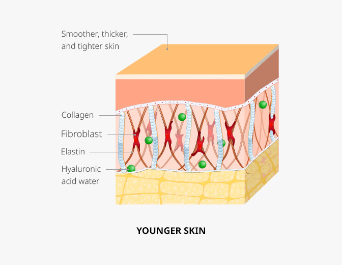 YOUNGER SKIN : Smoother, thicker, and tighter skin, Collagen, Fibroblast, Elastin, Hyaluronic acid water